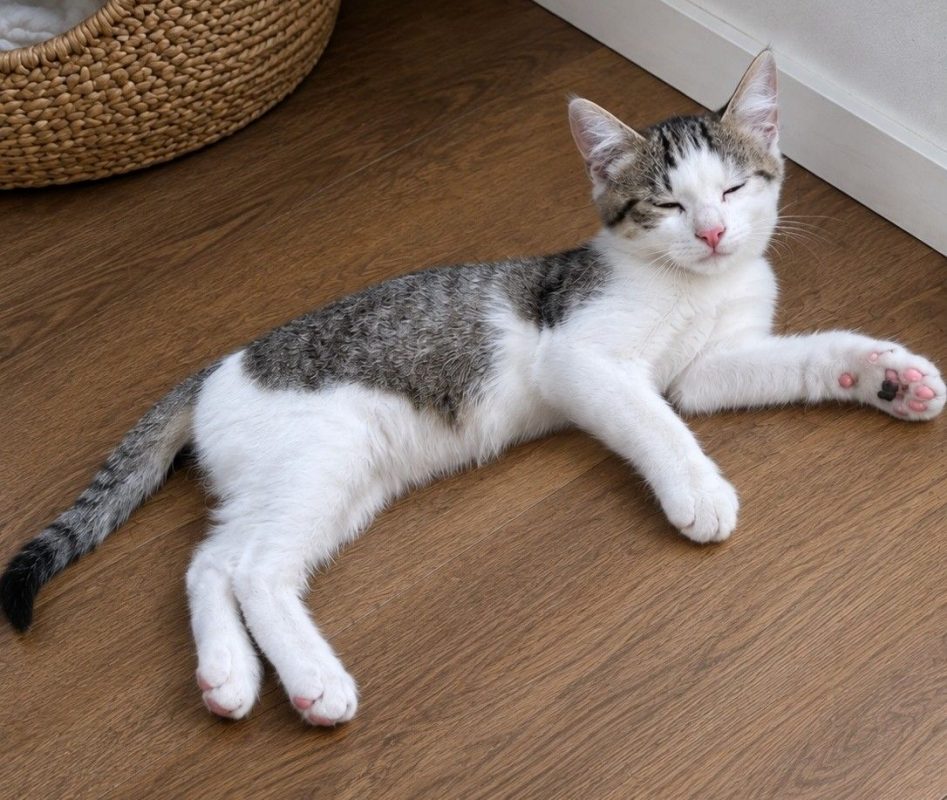 Neptune - Chat Européen à adopter - photo 2