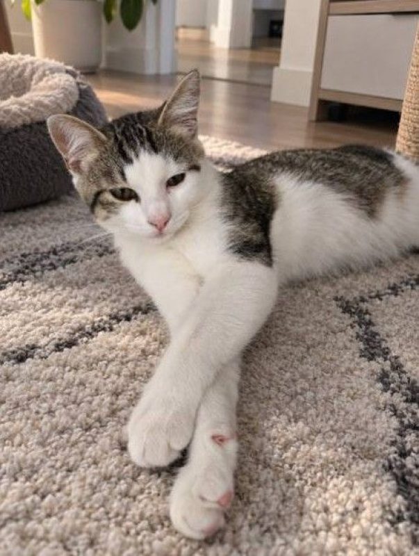 Neptune - Chat à adopter - photo 3