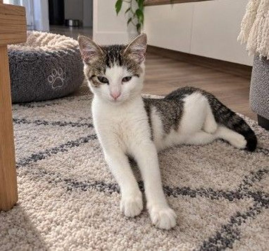 Neptune - Chat à adopter - photo 4
