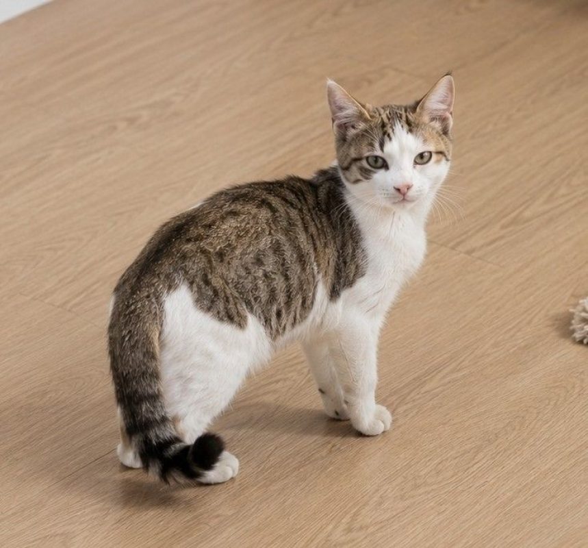 Neptune - Chat Européen à adopter