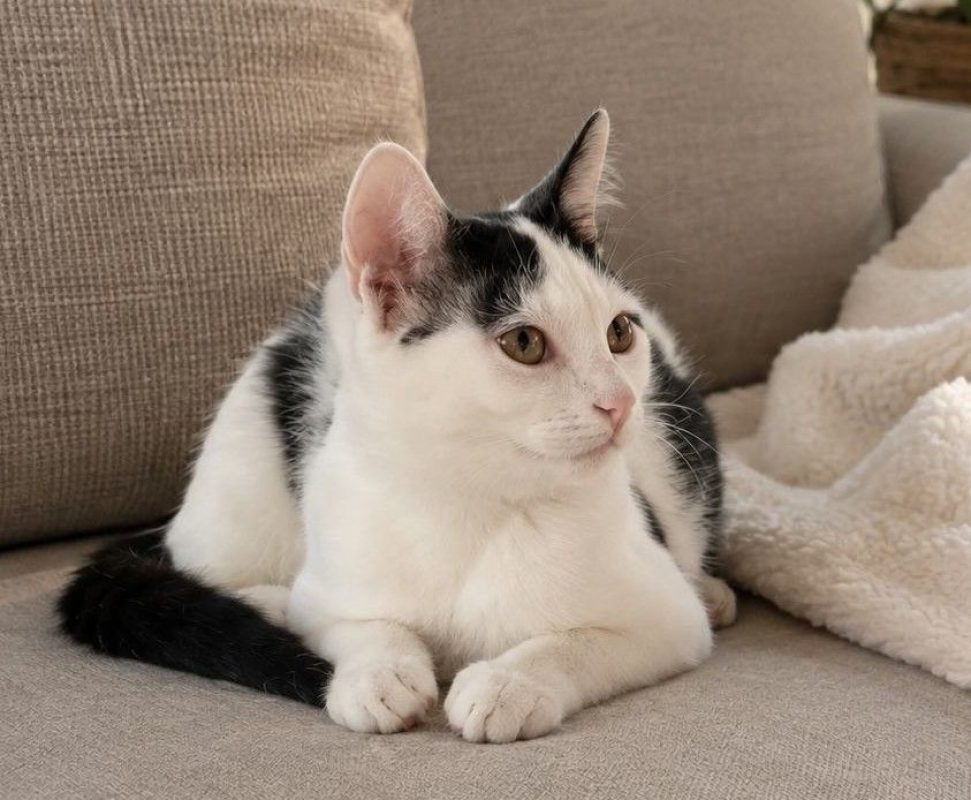 Bastet - Chat à adopter - photo 3