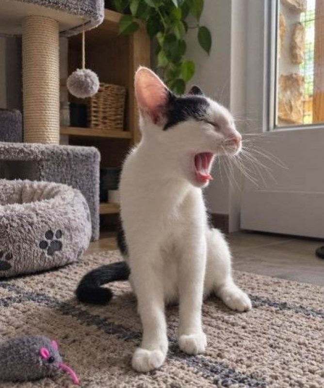 Bastet - Chat à adopter - photo 8