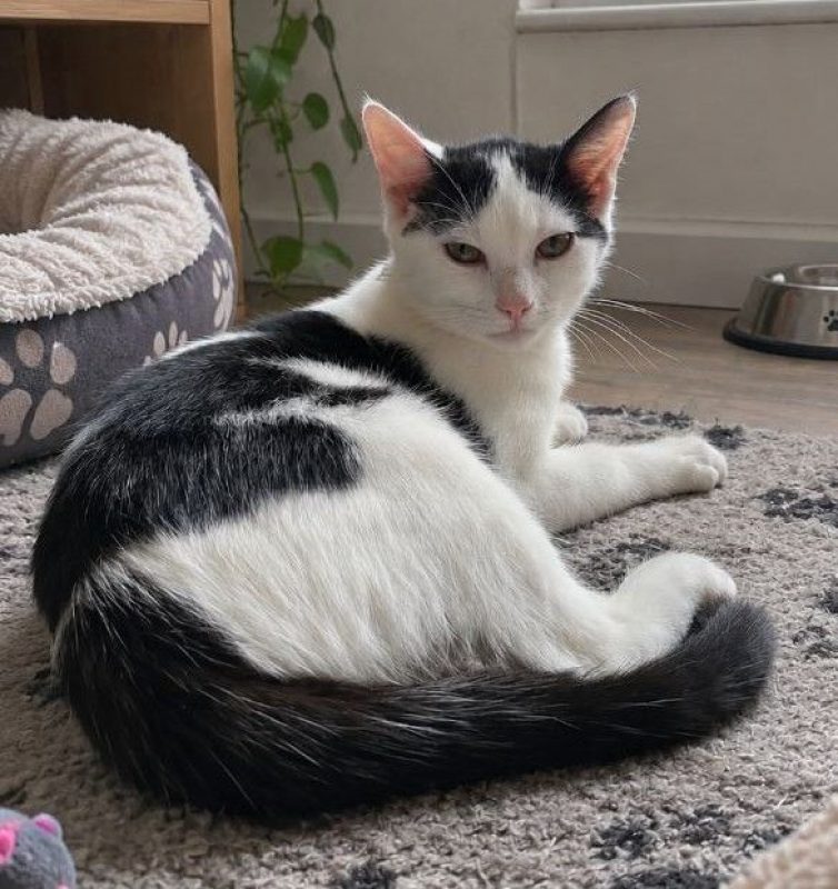 Bastet - Chat à adopter - photo 5