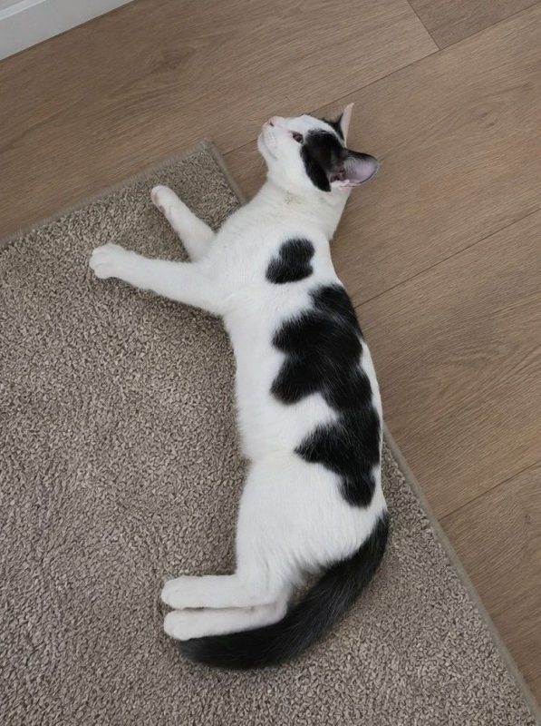 Bastet - Chat Européen à adopter - photo 2