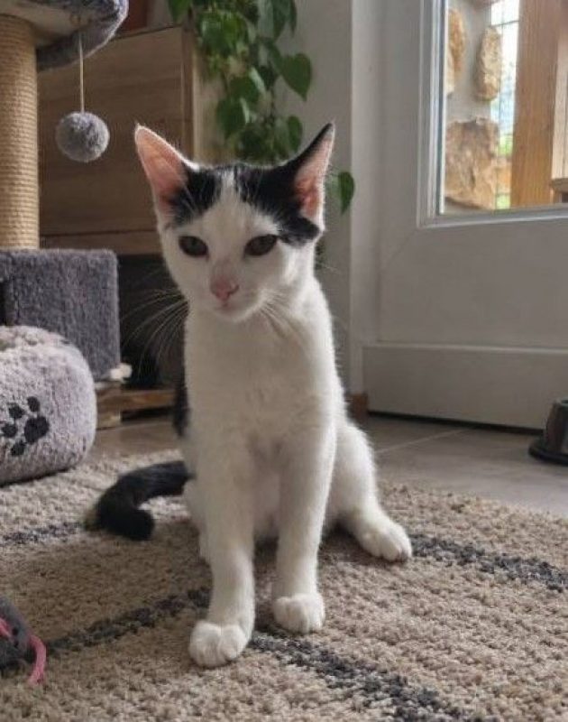 Bastet - Chat à adopter - photo 9
