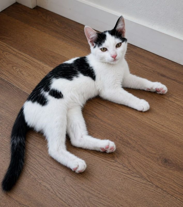 Bastet - Chat Européen à adopter