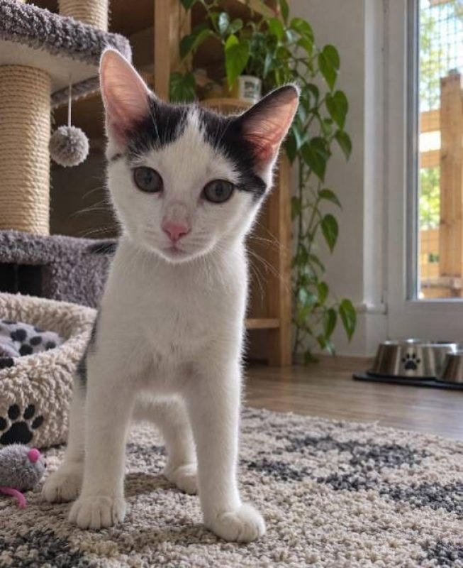 Bastet - Chat à adopter - photo 7