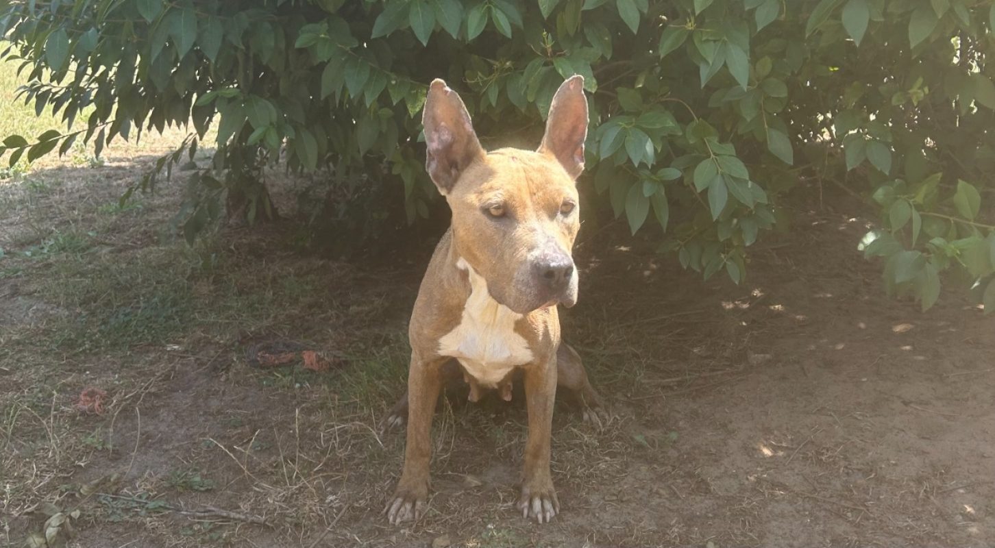 Médusa - Chien à adopter