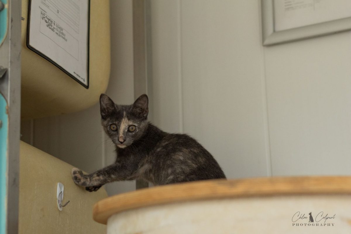 Bidja - Chat Européen à adopter