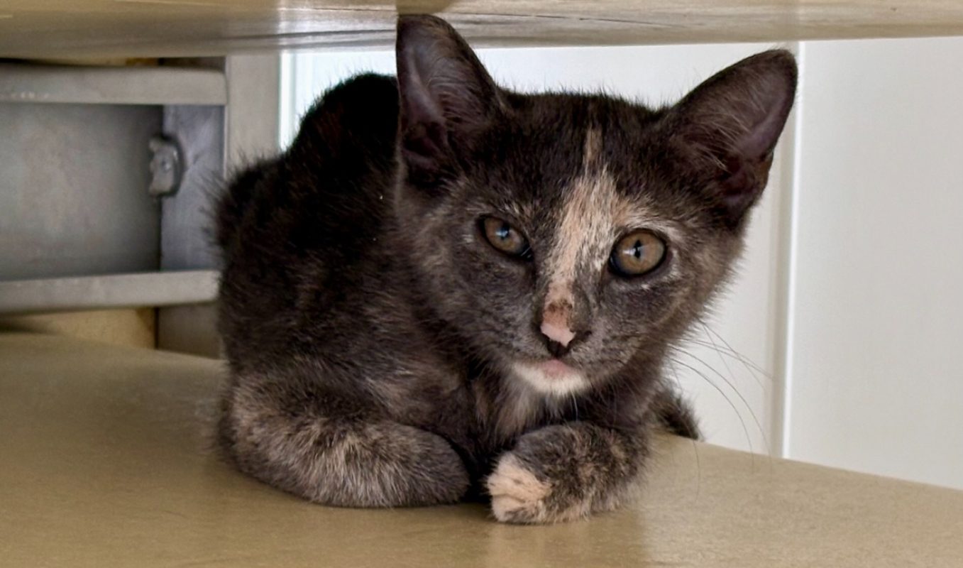 Bidja - Chat Européen à adopter - photo 2