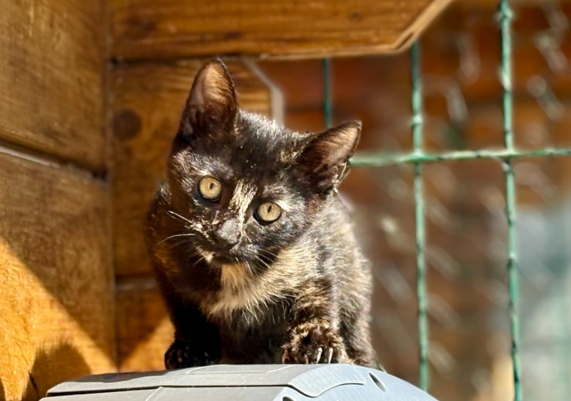 Bidka - Chat Européen à adopter