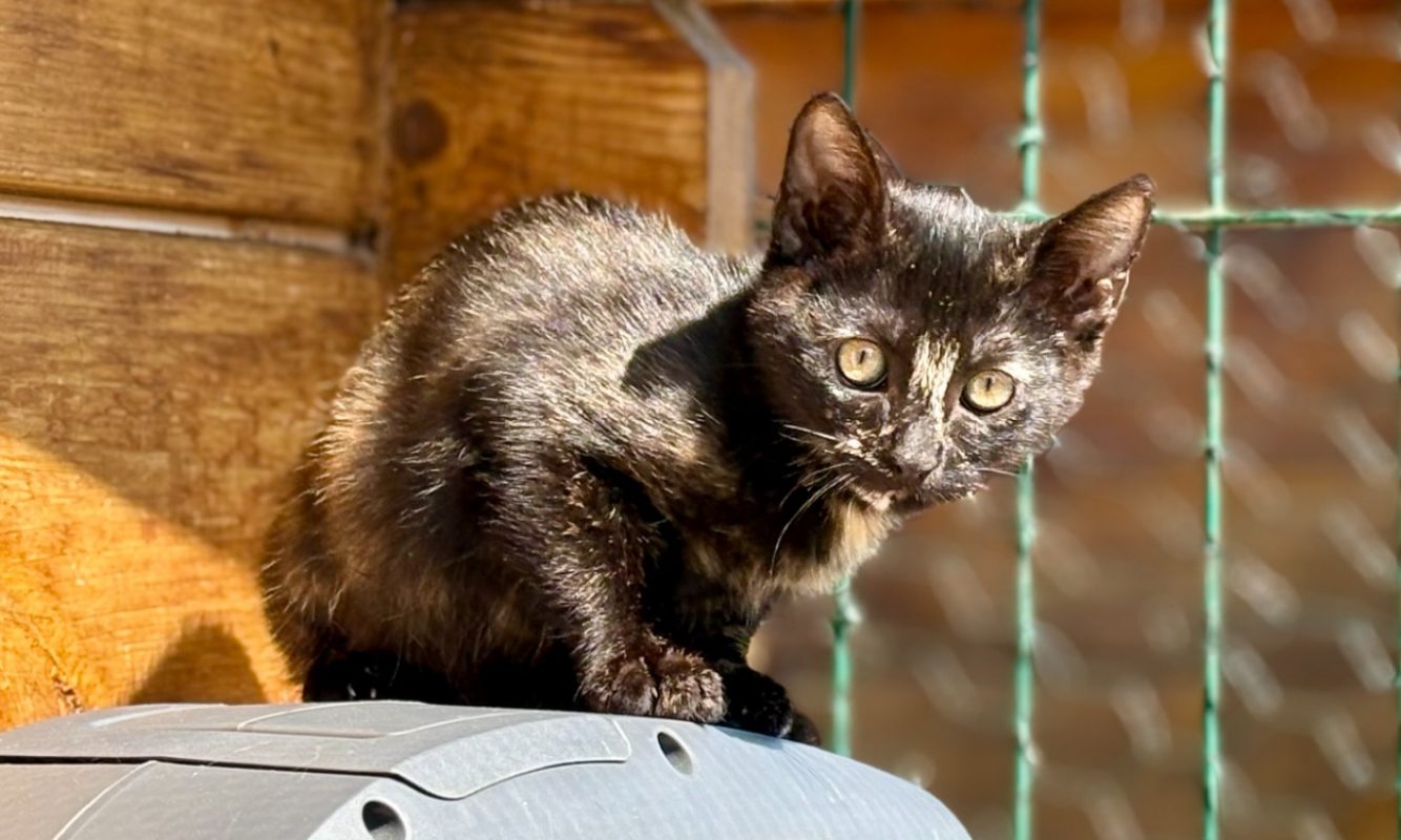 Bidka - Chat Européen à adopter - photo 2