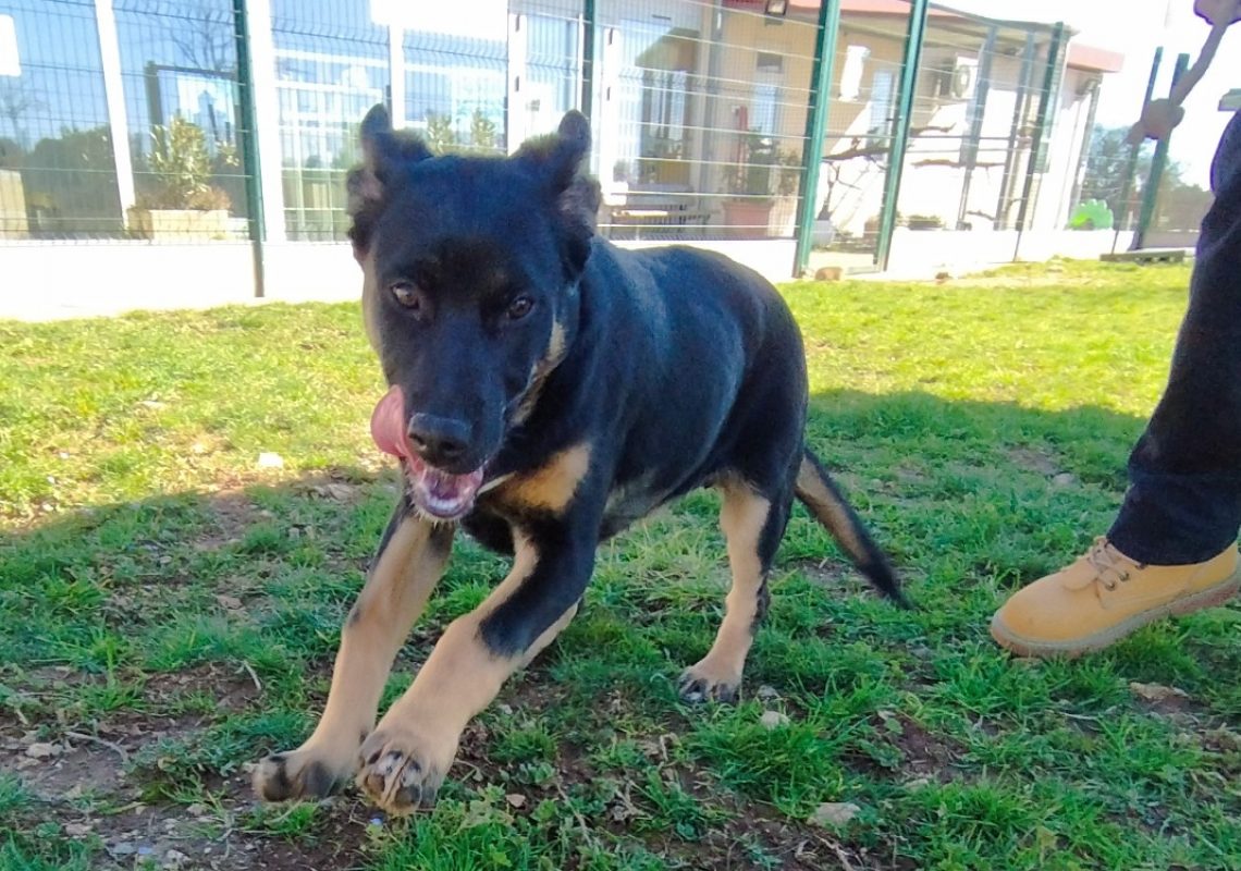 Roxy - Chien à adopter