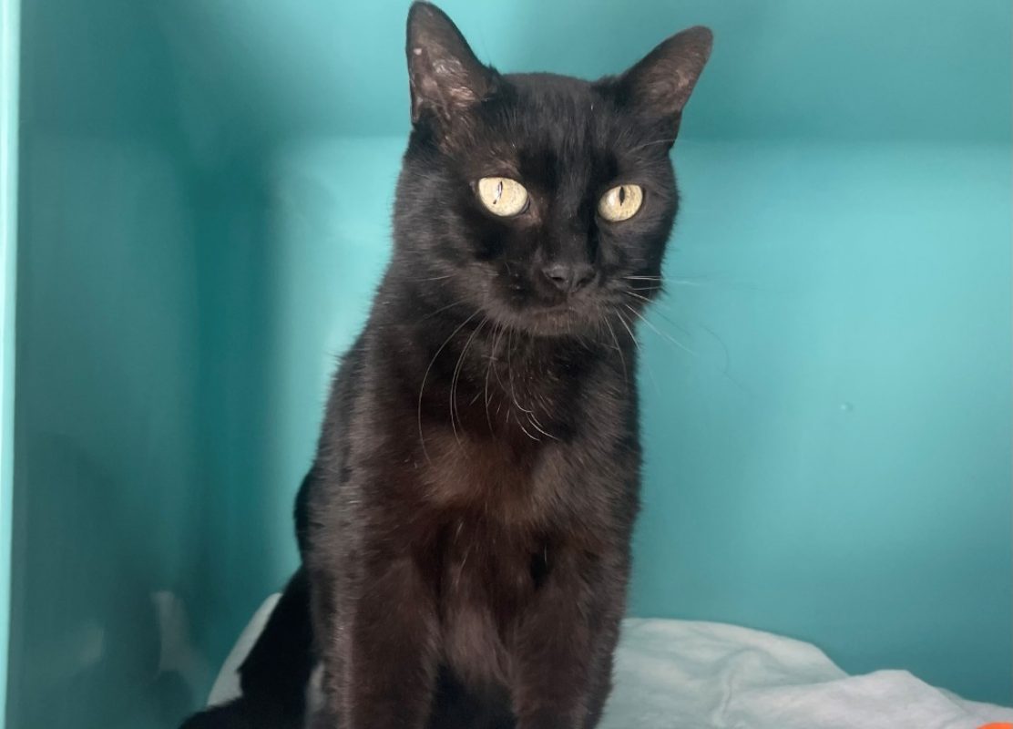 Mazoute - Chat Européen à adopter