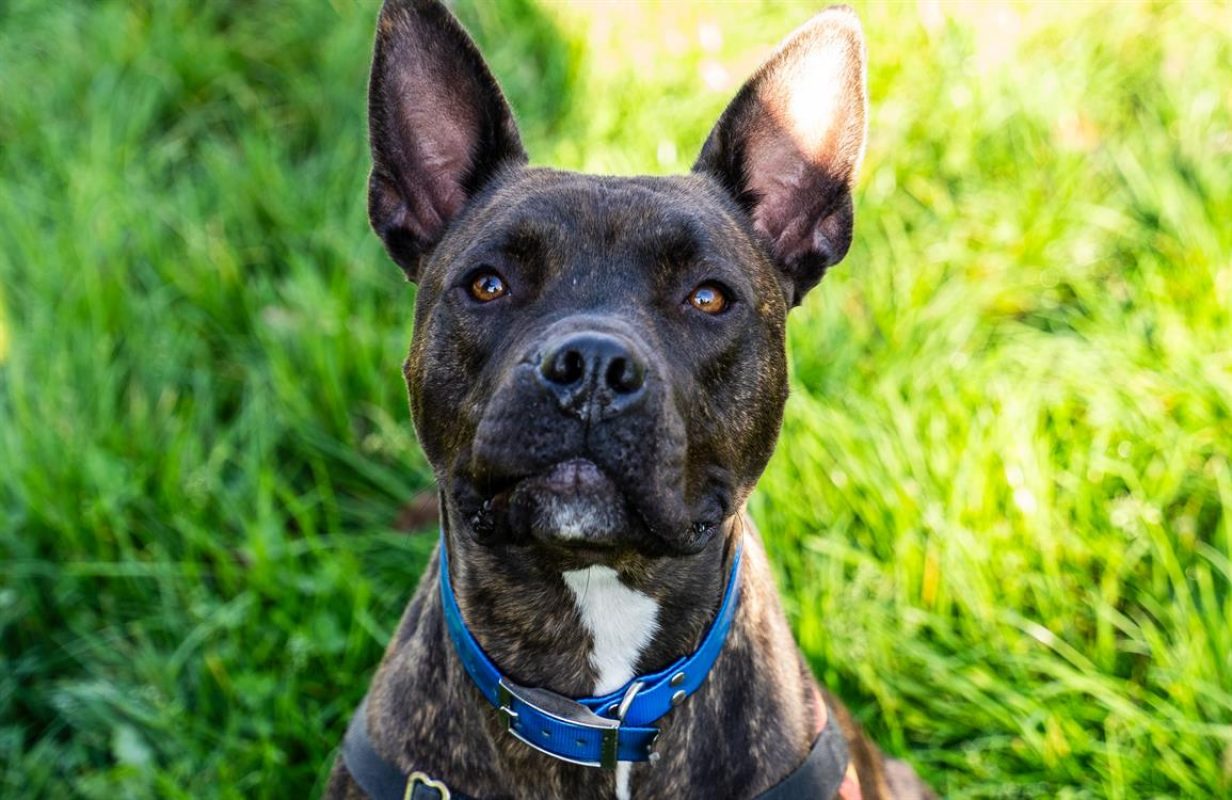 Mowgli - Chien à adopter