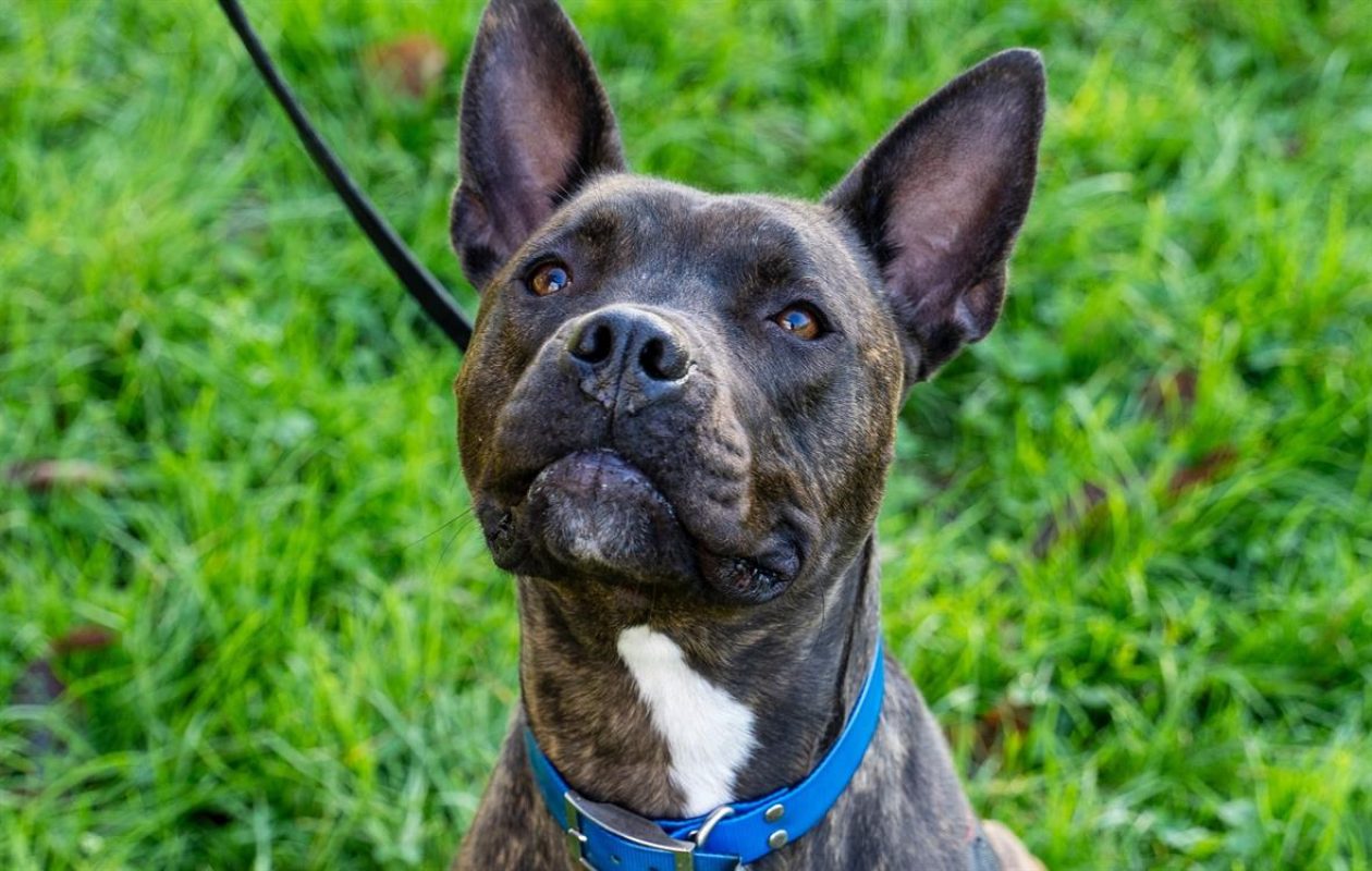 Mowgli - Chien à adopter - photo 2