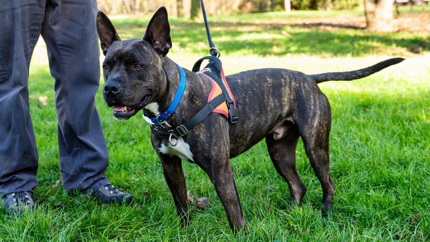 Mowgli - Chien à adopter - photo 3