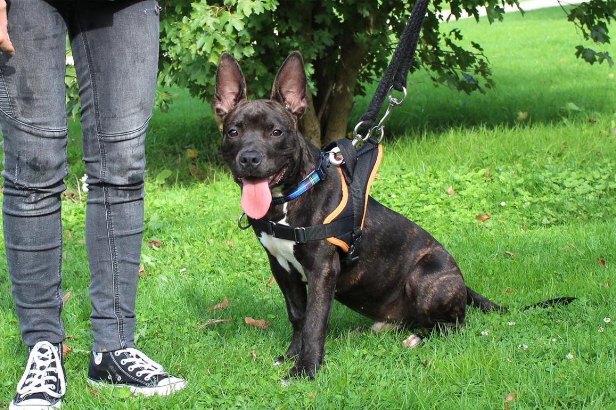 Mowgli - Chien à adopter - photo 4