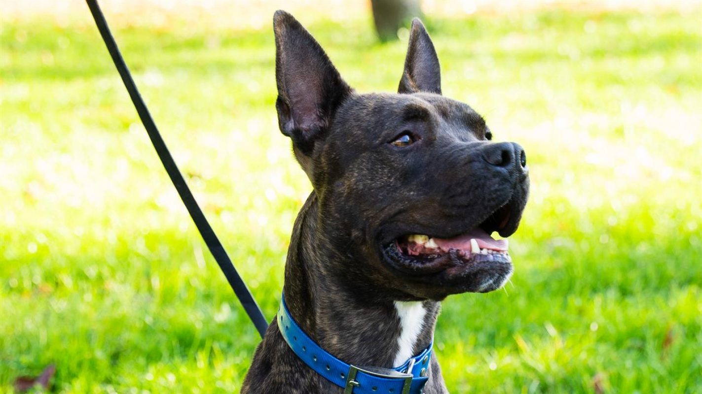 Mowgli - Chien à adopter - photo 5