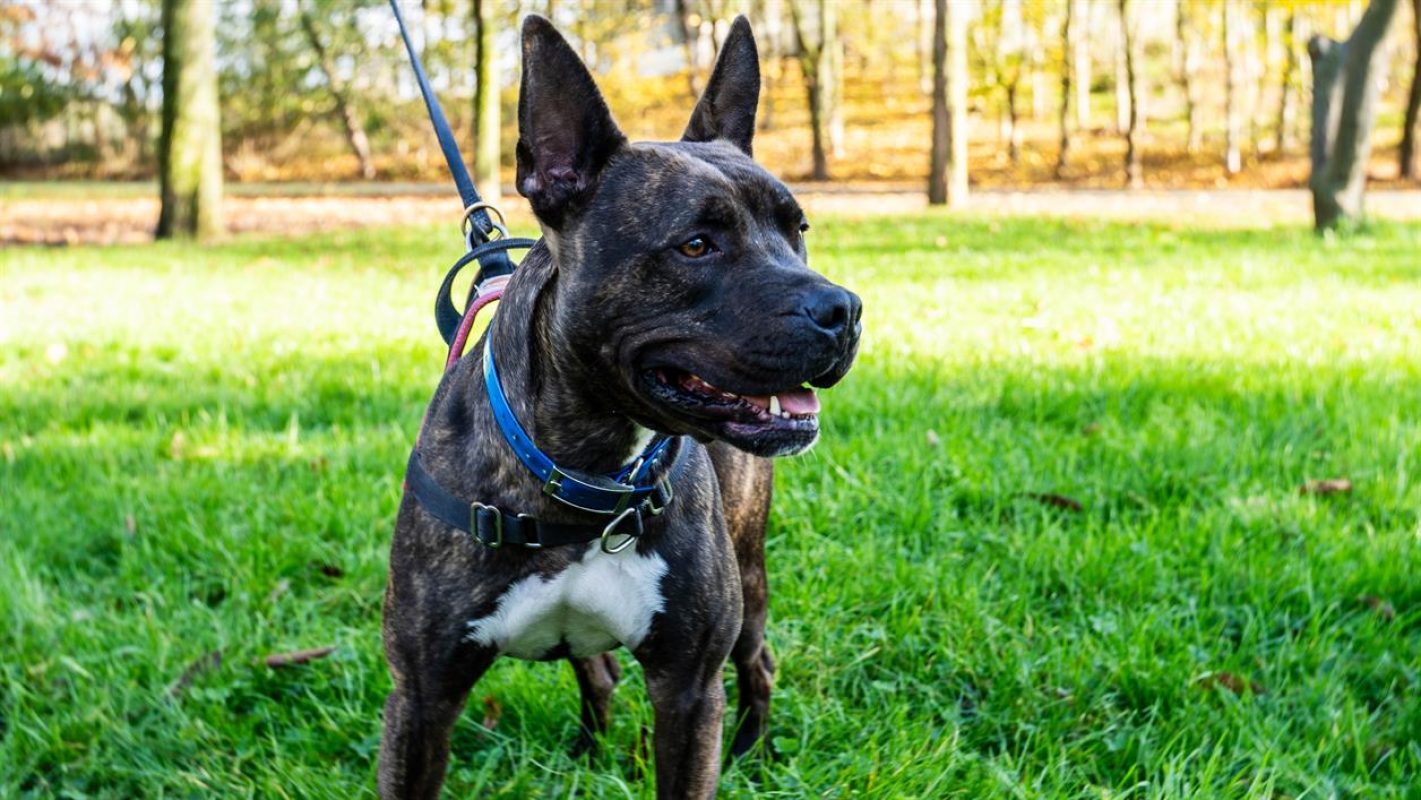 Mowgli - Chien à adopter - photo 6