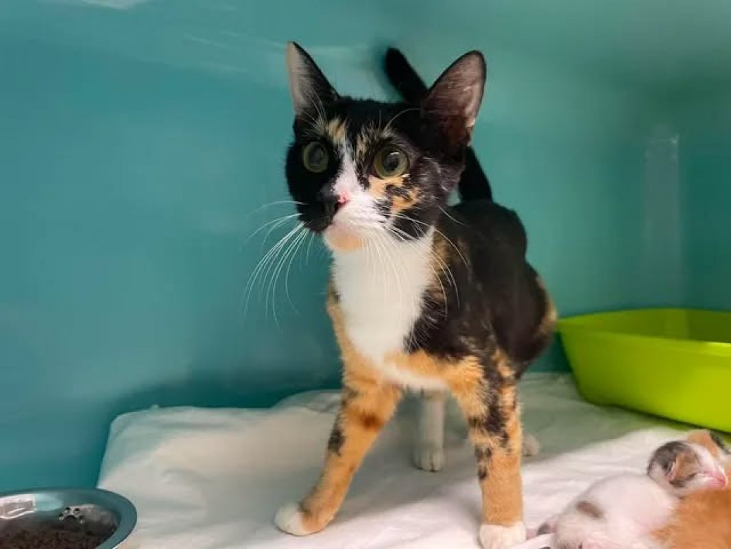 Tigresse - Chat Européen à adopter