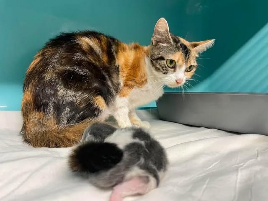 Hadija - Chat Européen à adopter