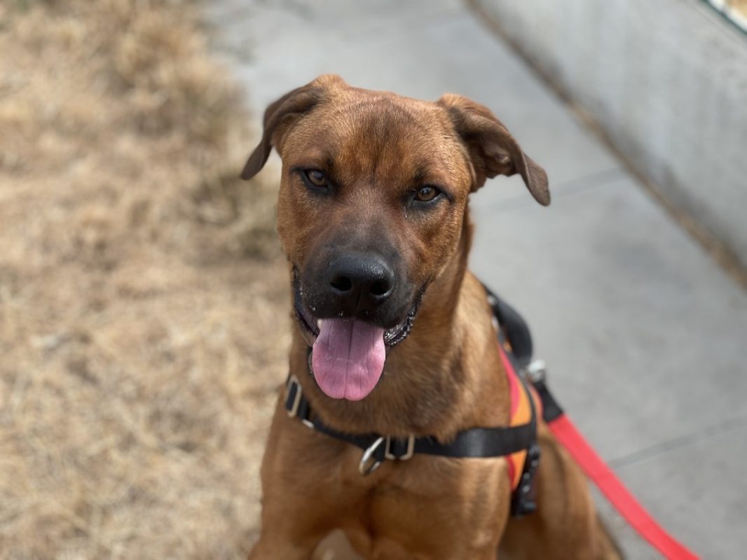 Olympe - Chien à adopter
