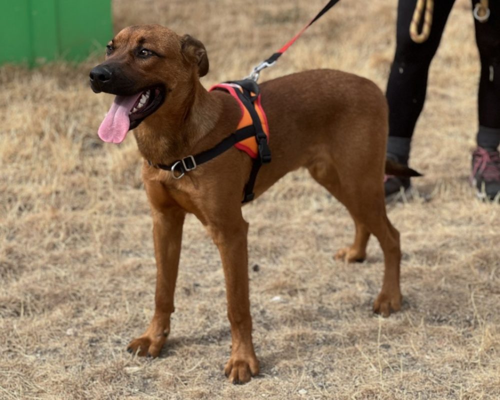 Olympe - Chien à adopter - photo 2