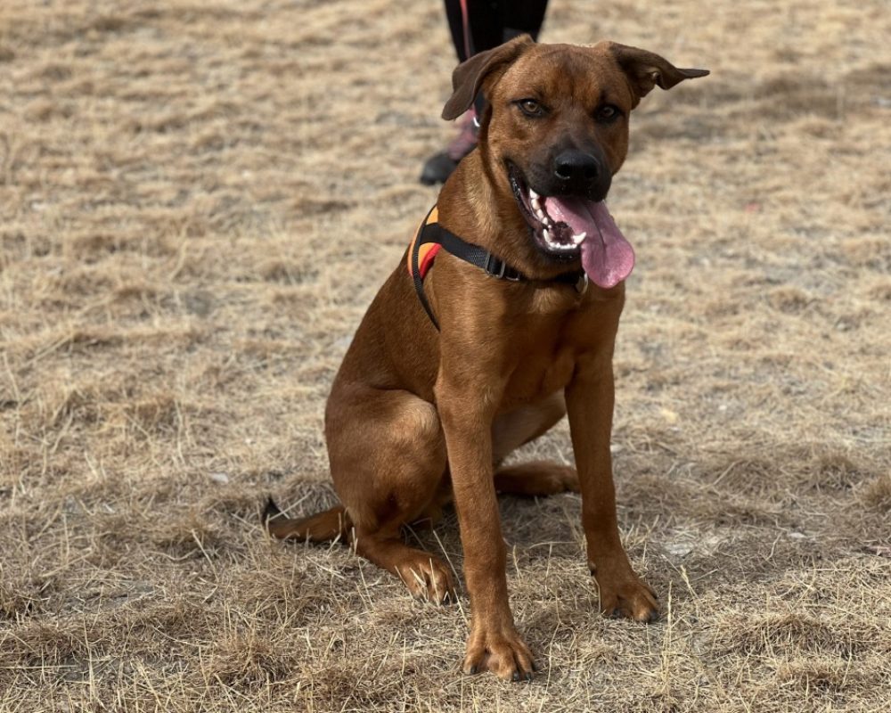 Olympe - Chien à adopter - photo 3