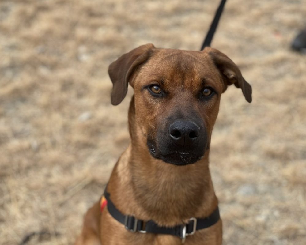 Olympe - Chien à adopter - photo 4