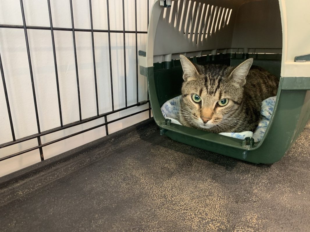 Jagger - Chat Européen à adopter