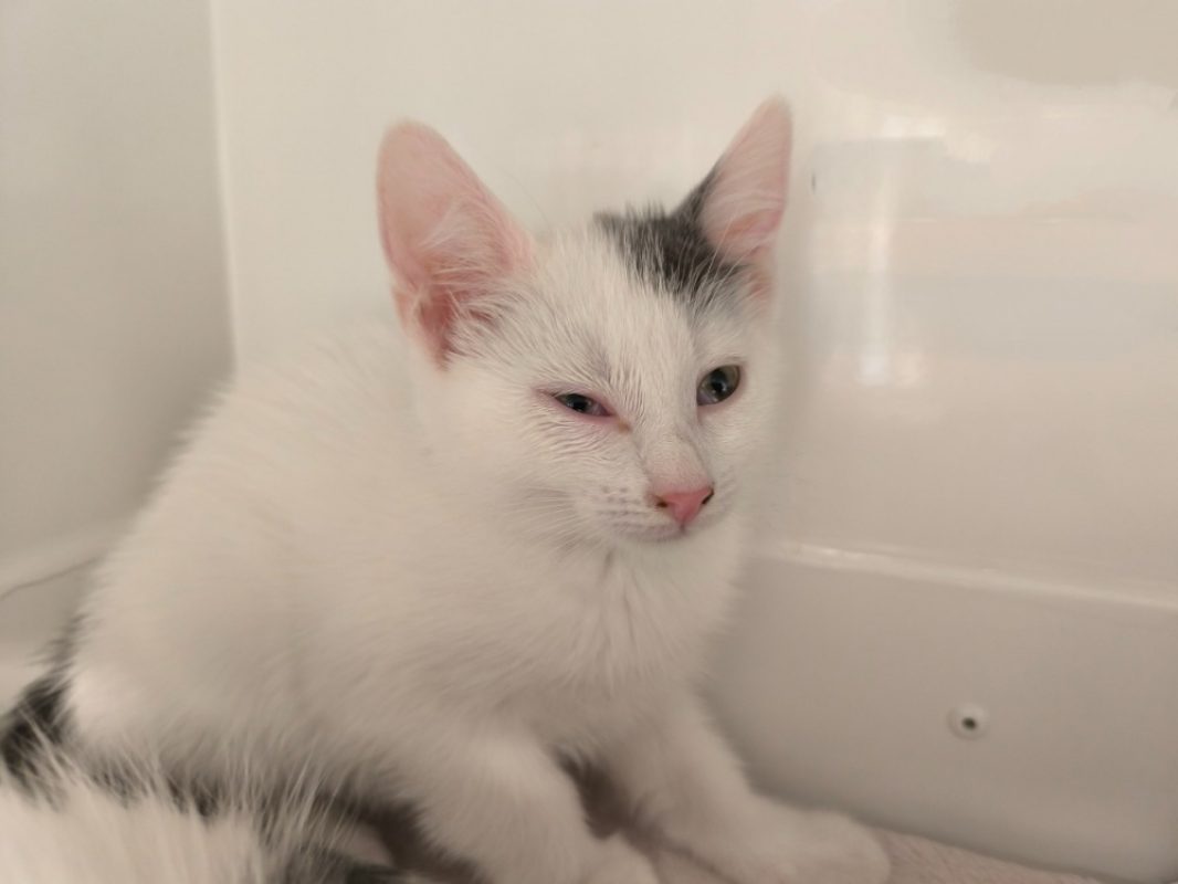 Snowflake - Chat Européen à adopter