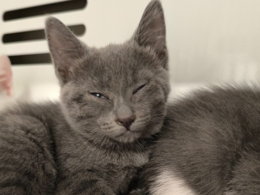 Winter - Chat Européen à adopter