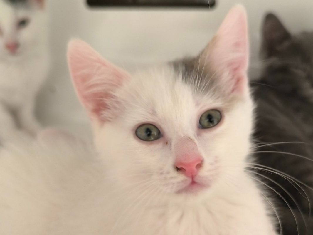 Flocon - Chat Européen à adopter