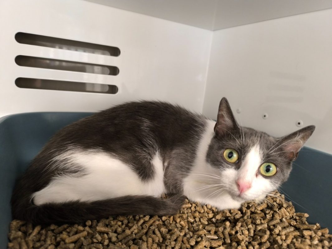Neige - Chat Européen à adopter