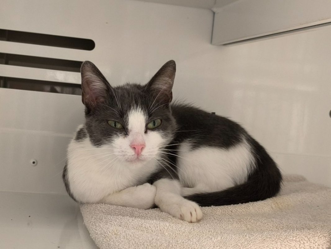 Neige - Chat Européen à adopter