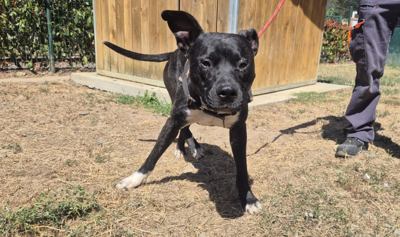 Rio - Chien à adopter