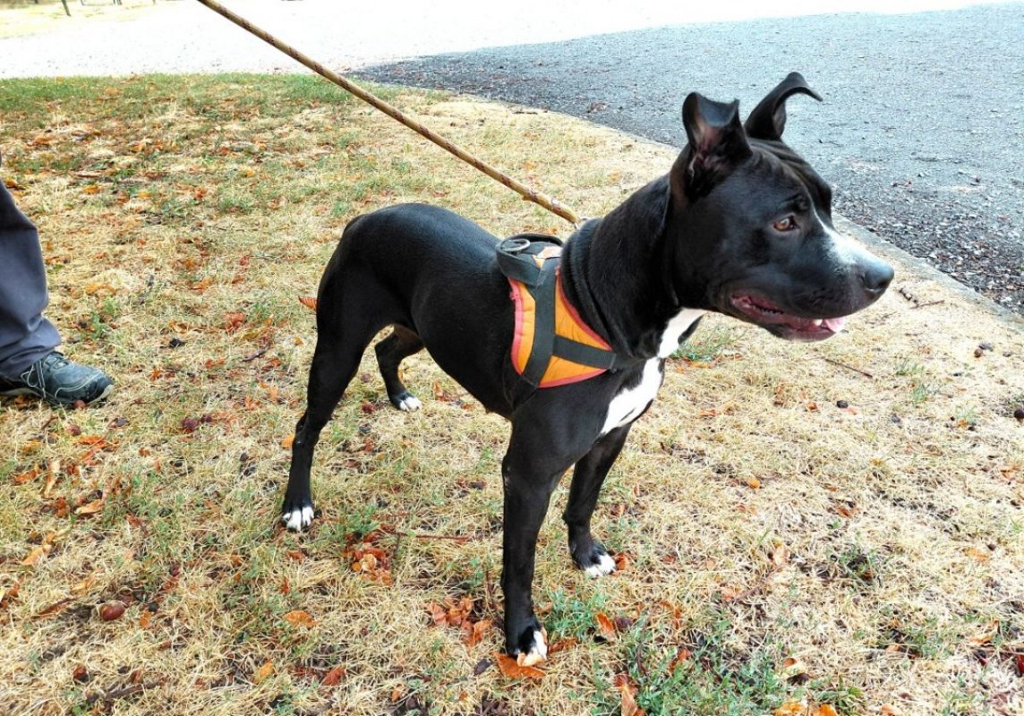 Bella - Chien à adopter