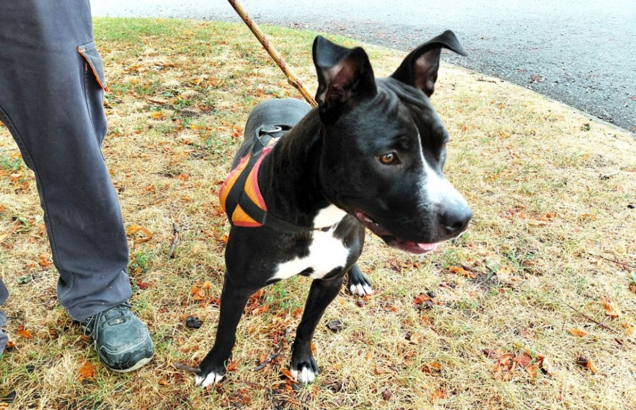 Bella - Chien à adopter - photo 2