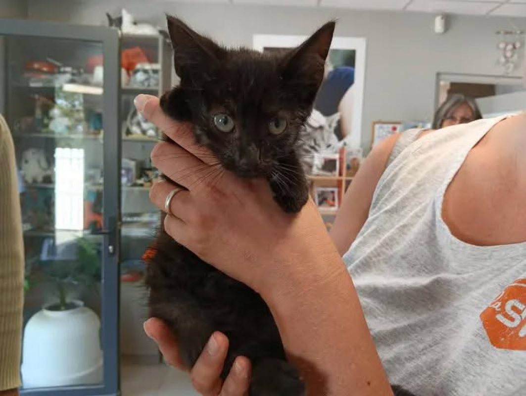 Pouky - Chat Européen à adopter