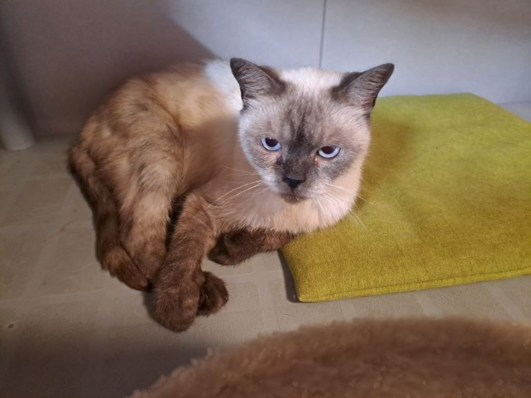 Inky - Chat Européen à adopter