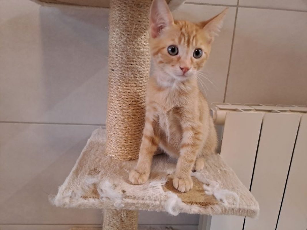 Pastèque - Chat Européen à adopter