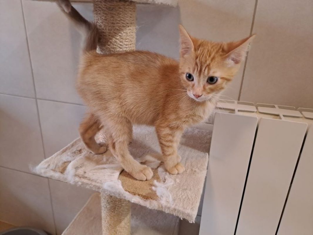 Pastèque - Chat Européen à adopter - photo 2