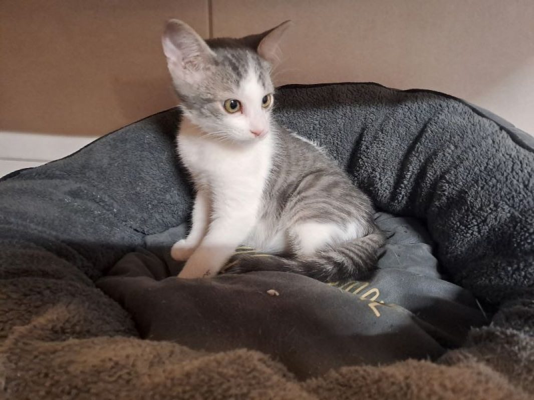 Mandarin - Chat Européen à adopter