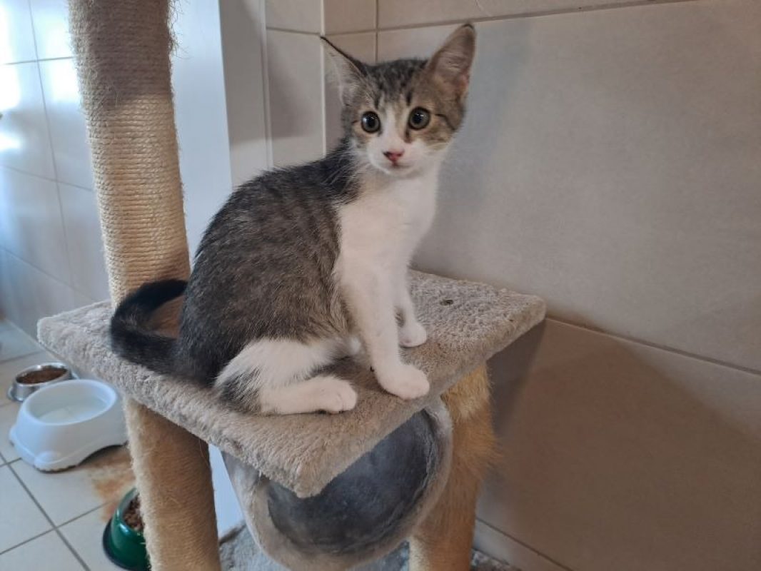 Myrtille - Chat Européen à adopter