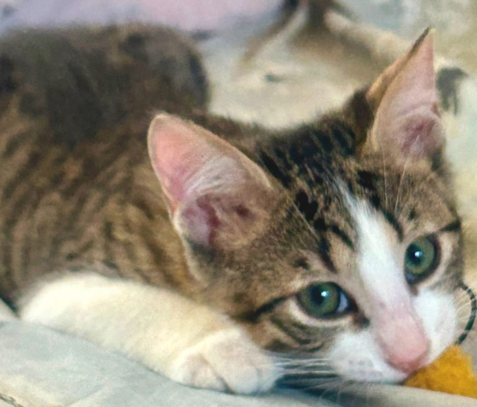 BigFlo - Chat à adopter