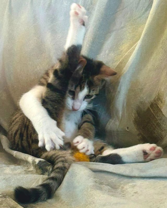 BigFlo - Chat à adopter - photo 3