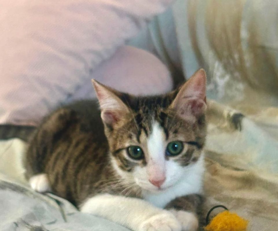 BigFlo - Chat à adopter - photo 2