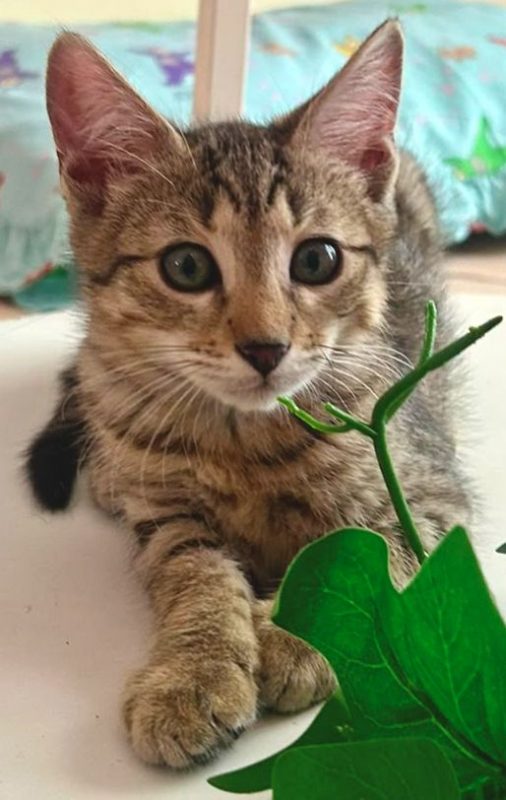 Bigaro - Chat à adopter - photo 3