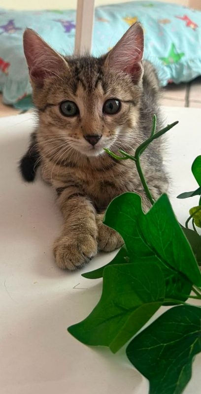 Bigaro - Chat à adopter - photo 2